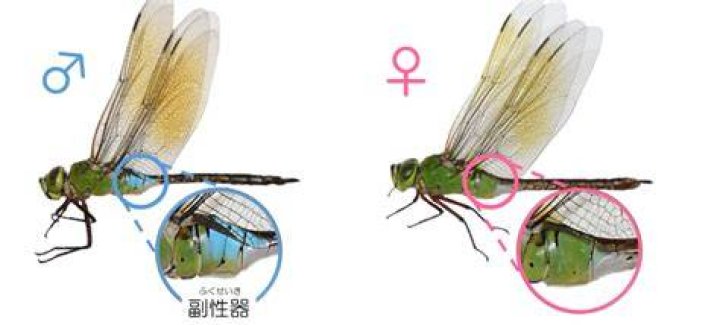 ギンヤンマ メス